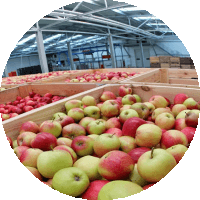 цена холодильной камеры для яблок, фото